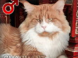 Chat adulte Maine Coon disponible à la réservation (LOOF)