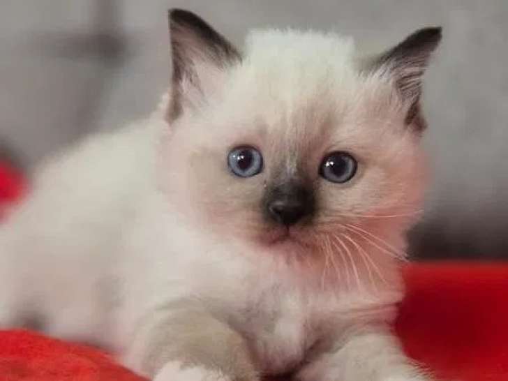 2 chatons Sacré de Birmanie LOOF à réserver