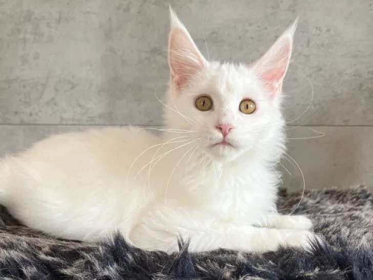 1 chaton femelle Maine Coon LOOF disponible à la vente
