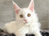 1 chaton femelle Maine Coon LOOF disponible à la vente