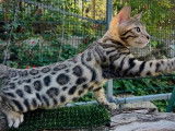 4 chatons Bengal mâles à vendre (LOOF)