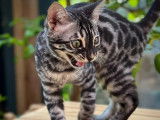 4 chatons Bengal mâles à vendre (LOOF)