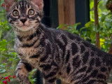 4 chatons Bengal mâles à vendre (LOOF)