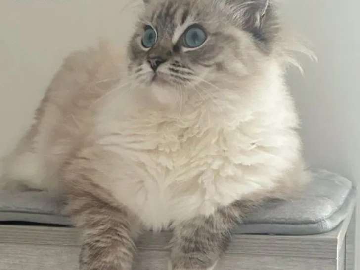 5 chatons Ragdoll disponibles à la vente (LOOF)