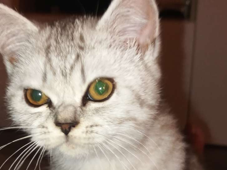 Chatons Scottish Straight à vendre