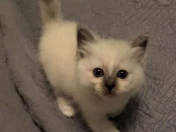 1 chaton mâle Sacré de Birmanie à réserver (LOOF)
