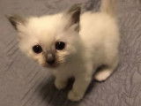 1 chaton mâle Sacré de Birmanie à réserver (LOOF)