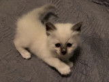 1 chaton mâle Sacré de Birmanie à réserver (LOOF)