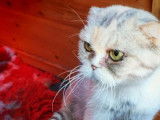 2 chattes Scottish Fold à vendre (non LOOF)