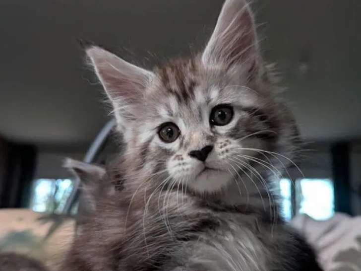 1 chaton mâle Maine Coon disponible à la réservation (LOOF)
