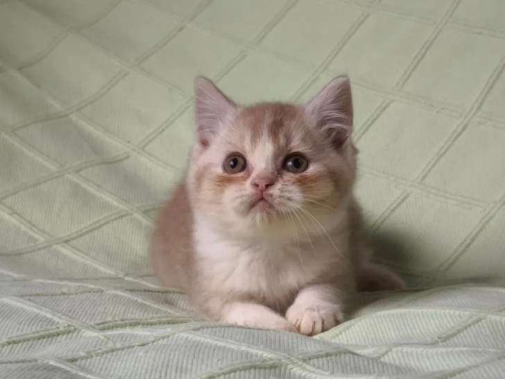 1 chaton mâle British Shorthair cinnamon smoke et blanc à vendre (LOOF)