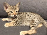 A vendre, 3 chatons Savannah (LOOF)