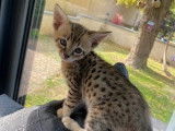 A vendre, 3 chatons Savannah (LOOF)