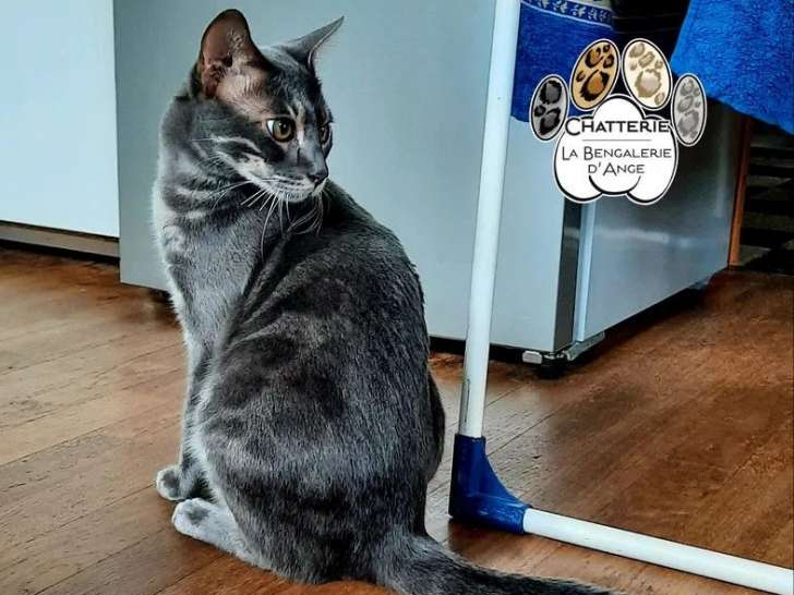 Chat mâle Bengal blue charcoal disponible pour saillie (LOOF)