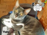 Chat mâle Bengal blue charcoal disponible pour saillie (LOOF)