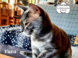 Chat mâle Bengal blue charcoal disponible pour saillie (LOOF)