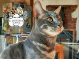 Chat mâle Bengal blue charcoal disponible pour saillie (LOOF)