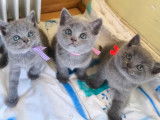 Chatons Chartreux disponibles à la réservation (LOOF)