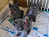 Chatons Chartreux disponibles à la réservation (LOOF)