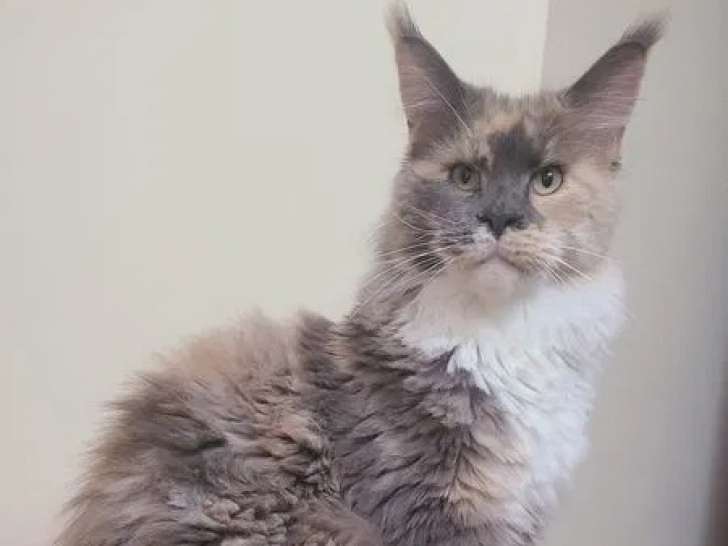 Mise en vente d'un chat adulte femelle Maine Coon (LOOF)