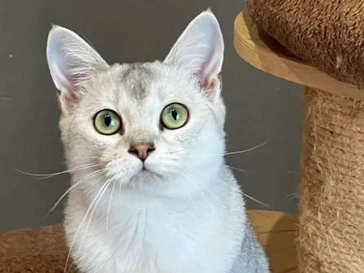 1 chaton mâle Burmilla à vendre (LOOF)