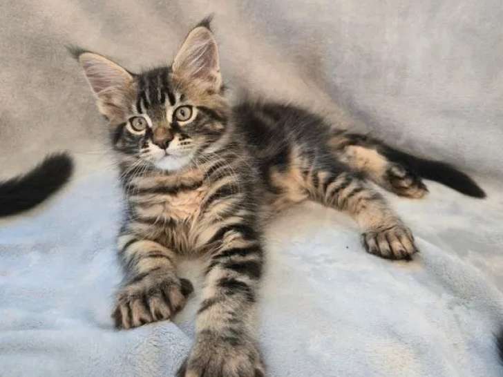 2 chatons Maine Coon brown blotched tabby LOOF à réserver