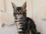 2 chatons Maine Coon brown blotched tabby LOOF à réserver