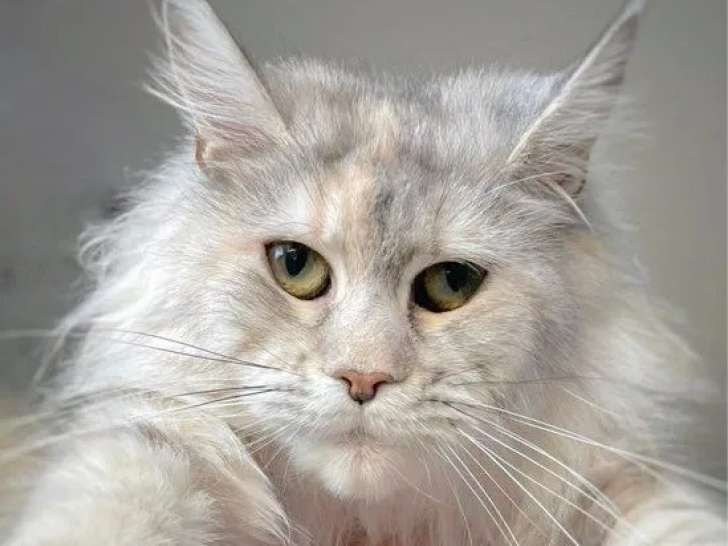 2 chats femelles Maine Coon XXL black sliver LOOF à vendre