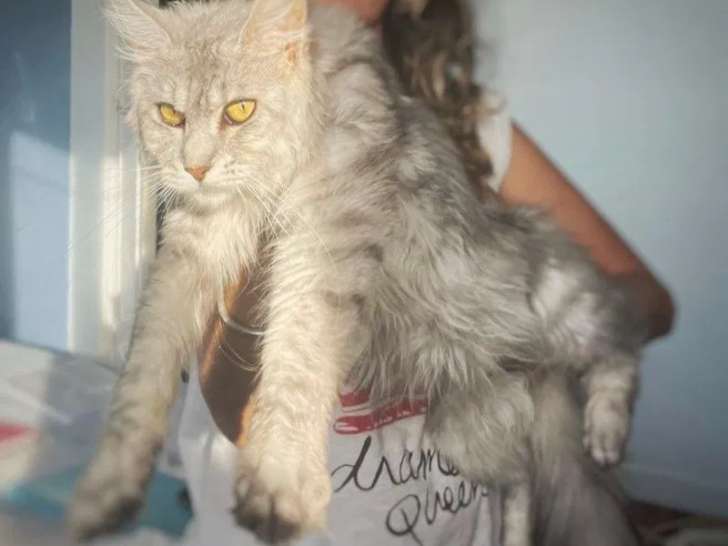 3 chatons femelles Maine Coon LOOF à réserver