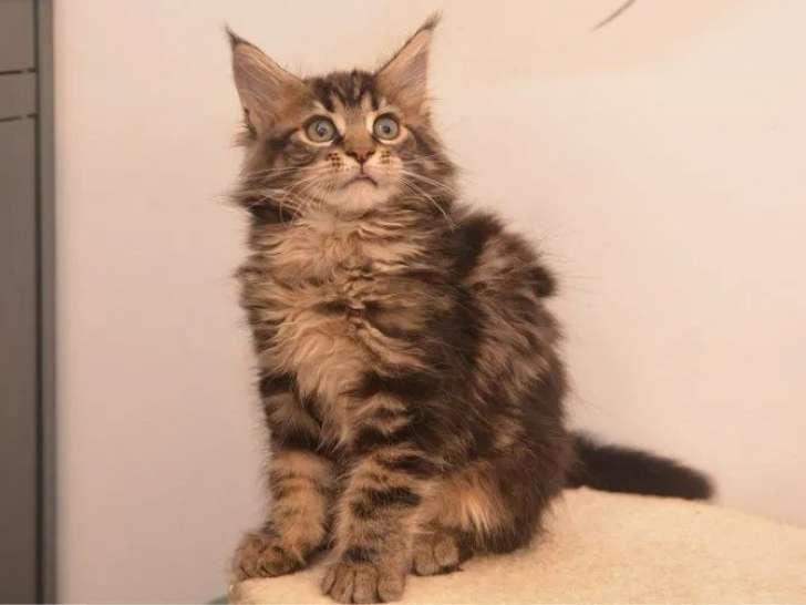 À vendre, 3 chatons Maine Coon LOOF