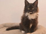 À vendre, 3 chatons Maine Coon LOOF