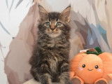 À vendre, 3 chatons Maine Coon LOOF