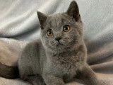 1 chaton mâle British Shorthair bleu LOOF à vendre