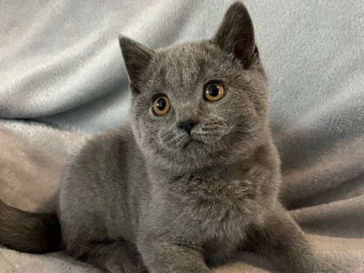 1 chaton mâle British Shorthair bleu LOOF à vendre