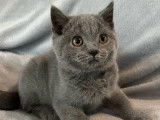 1 chaton mâle British Shorthair bleu LOOF à vendre