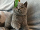 1 chaton mâle British Shorthair bleu LOOF à vendre