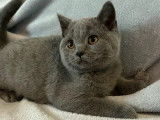 1 chaton mâle British Shorthair bleu LOOF à vendre