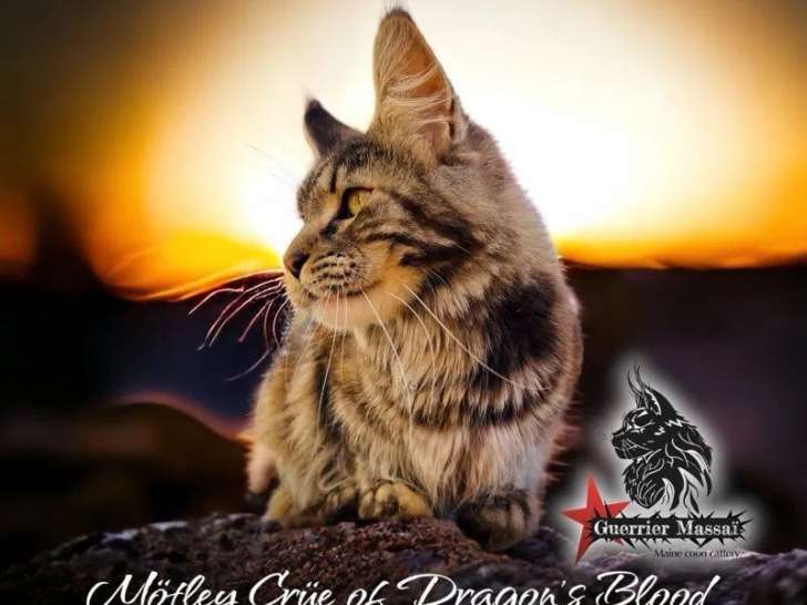 Une chatte Maine Coon black tortie smoke disponible à l’achat (LOOF)