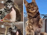 Une chatte Maine Coon black tortie smoke disponible à l’achat (LOOF)
