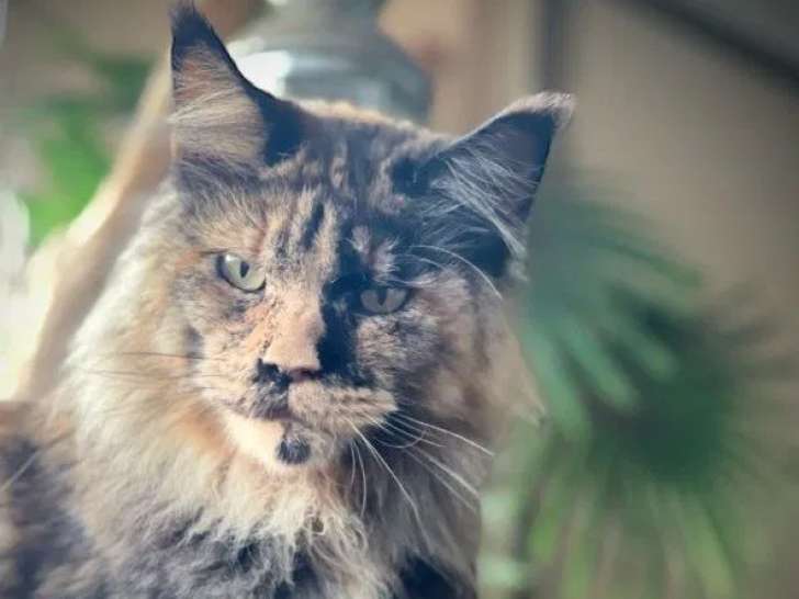 Chat adulte femelle Maine Coon LOOF à vendre