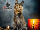 Chat adulte femelle Maine Coon LOOF à vendre