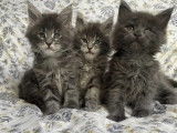 3 chatons Maine Coon blue silver LOOF à vendre