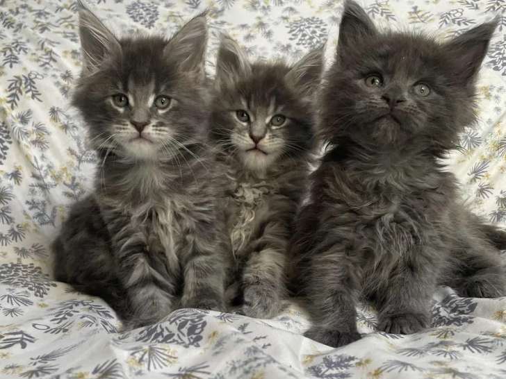 3 chatons Maine Coon blue silver LOOF à vendre
