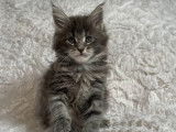 3 chatons Maine Coon blue silver LOOF à vendre