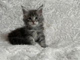 3 chatons Maine Coon blue silver LOOF à vendre