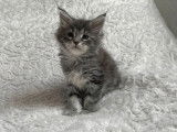 3 chatons Maine Coon blue silver LOOF à vendre