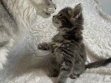 3 chatons Maine Coon blue silver LOOF à vendre