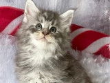 3 chatons Maine Coon mâles à réserver (LOOF)