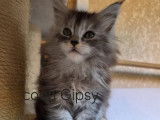 1 chaton femelle Maine Coon à vendre (LOOF)