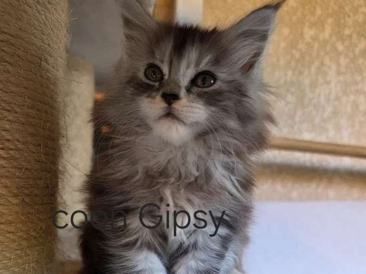 1 chaton femelle Maine Coon à vendre (LOOF)
